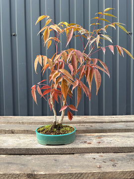 Rhus succedanea