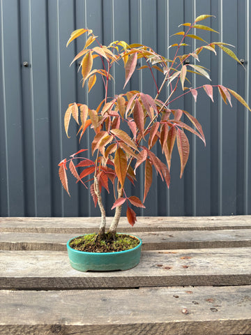 Rhus succedanea