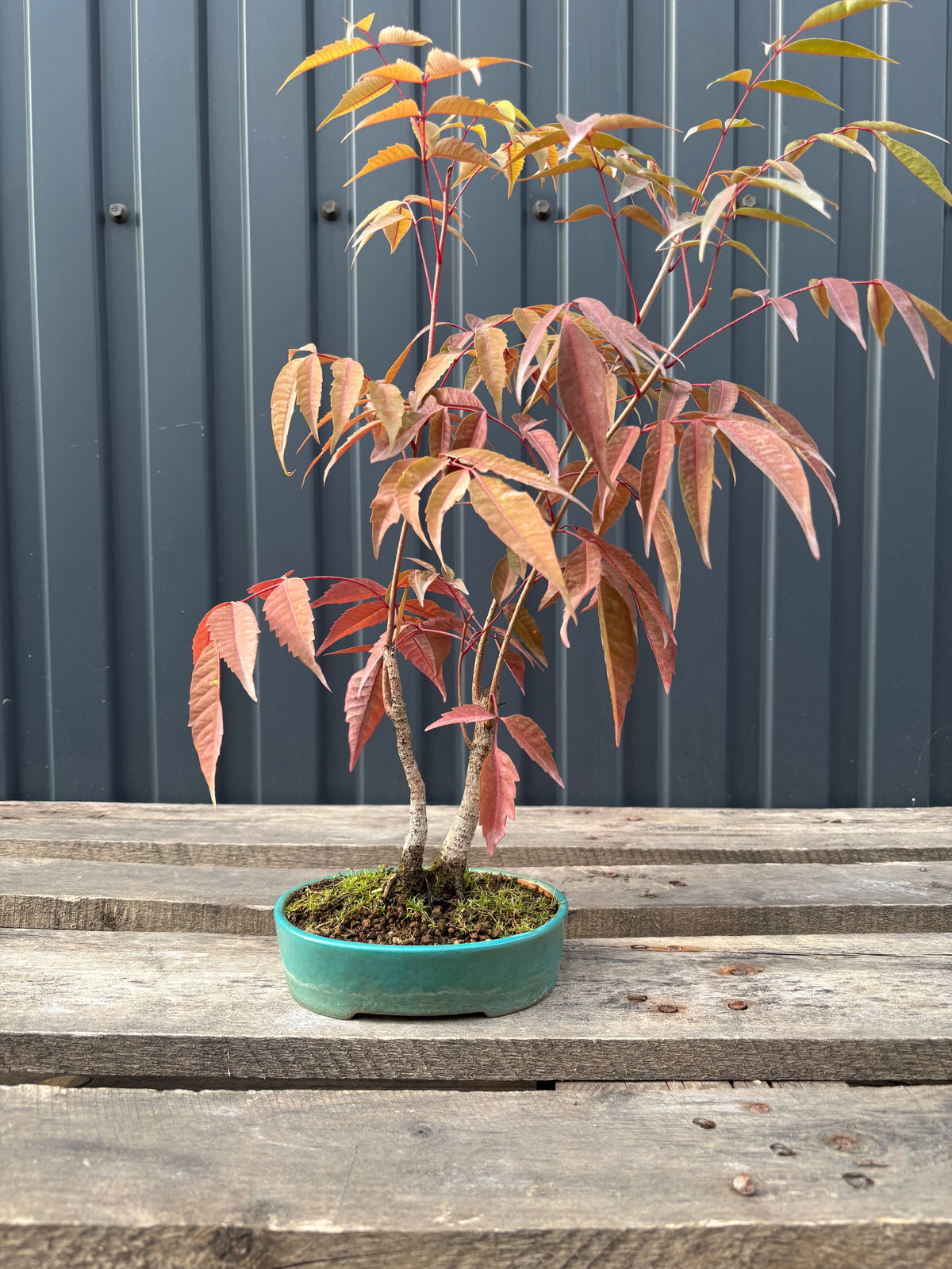 Rhus succedanea