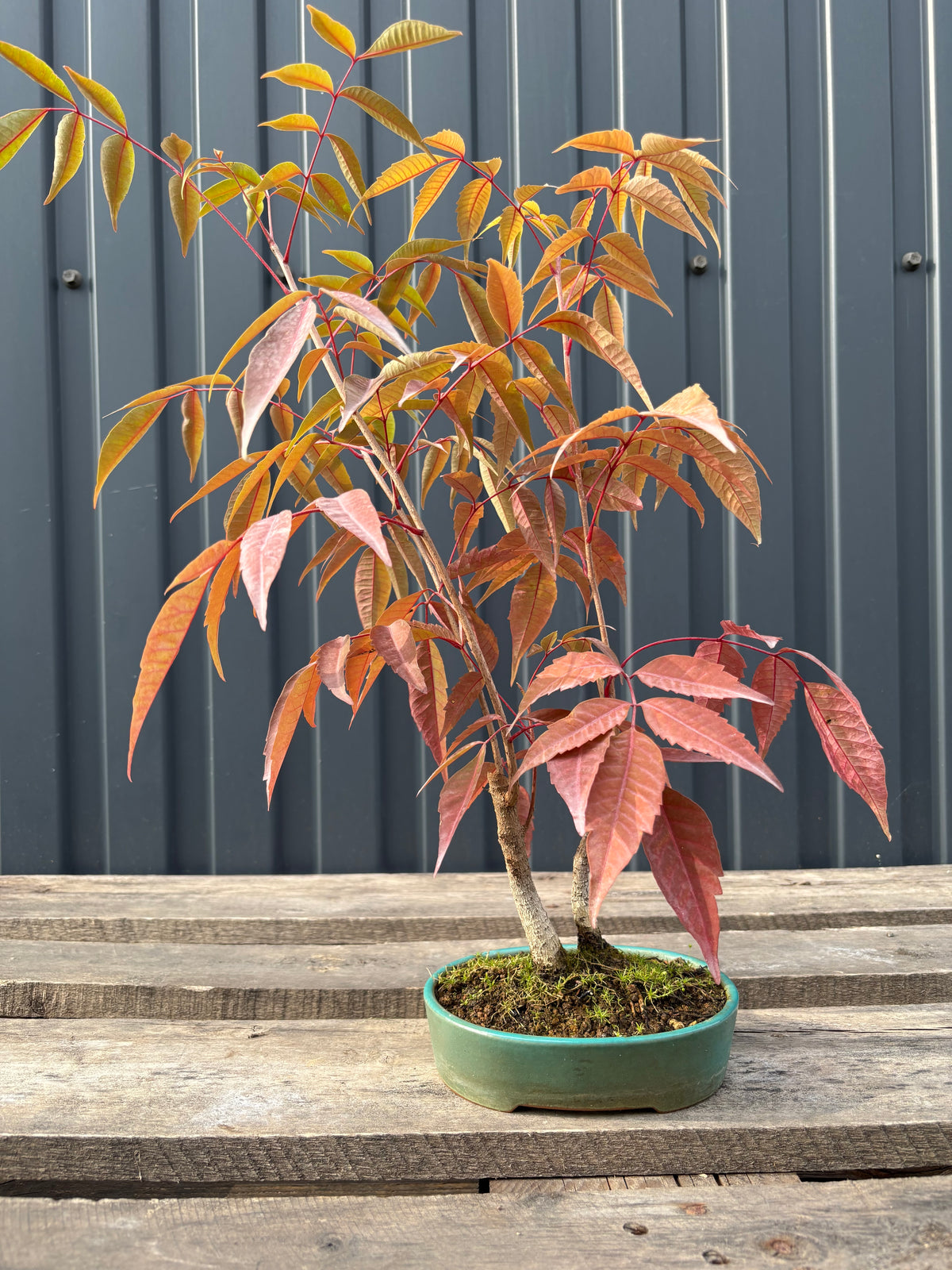 Rhus succedanea