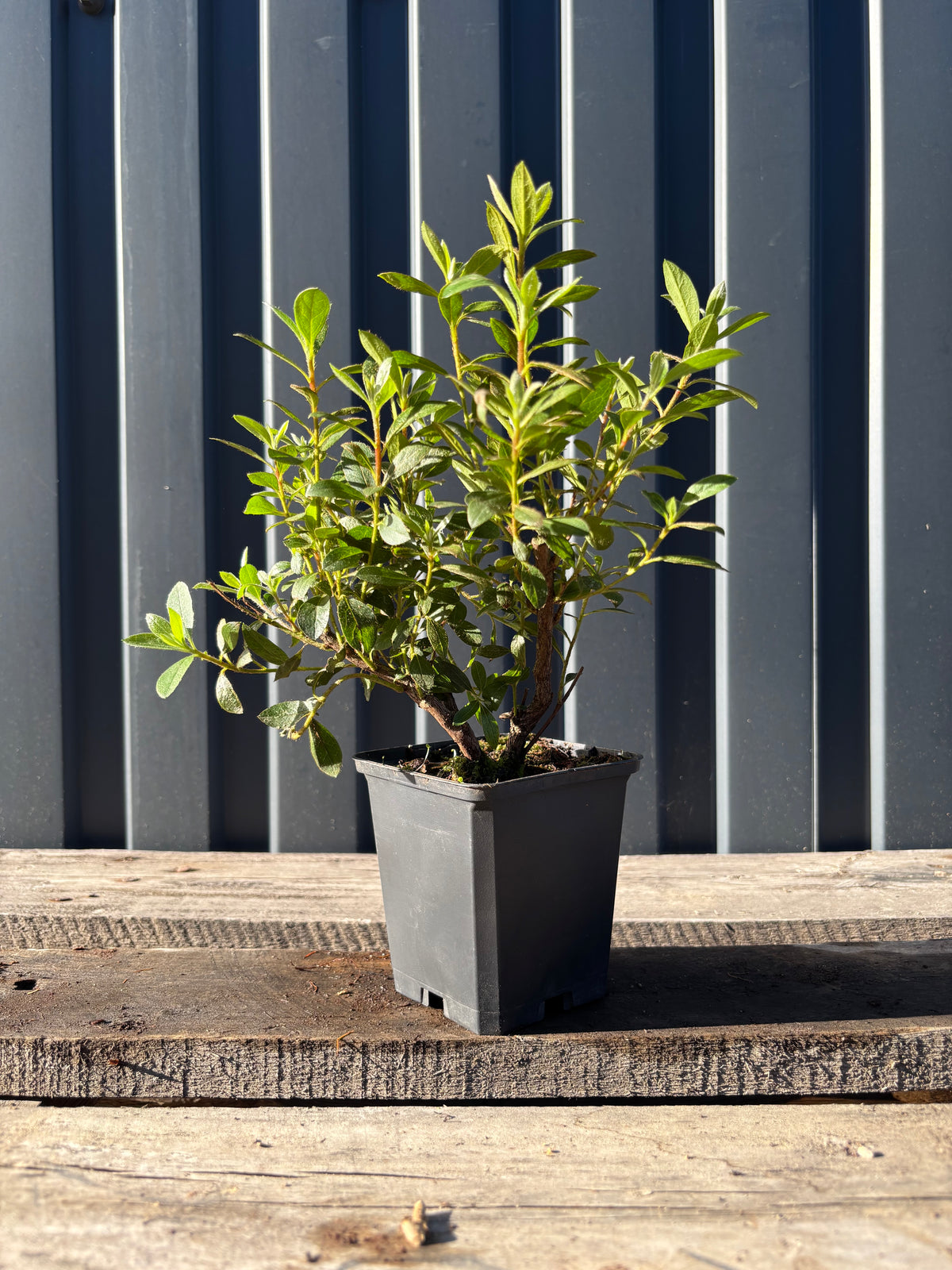 Satsuki (azalée) jeune plant