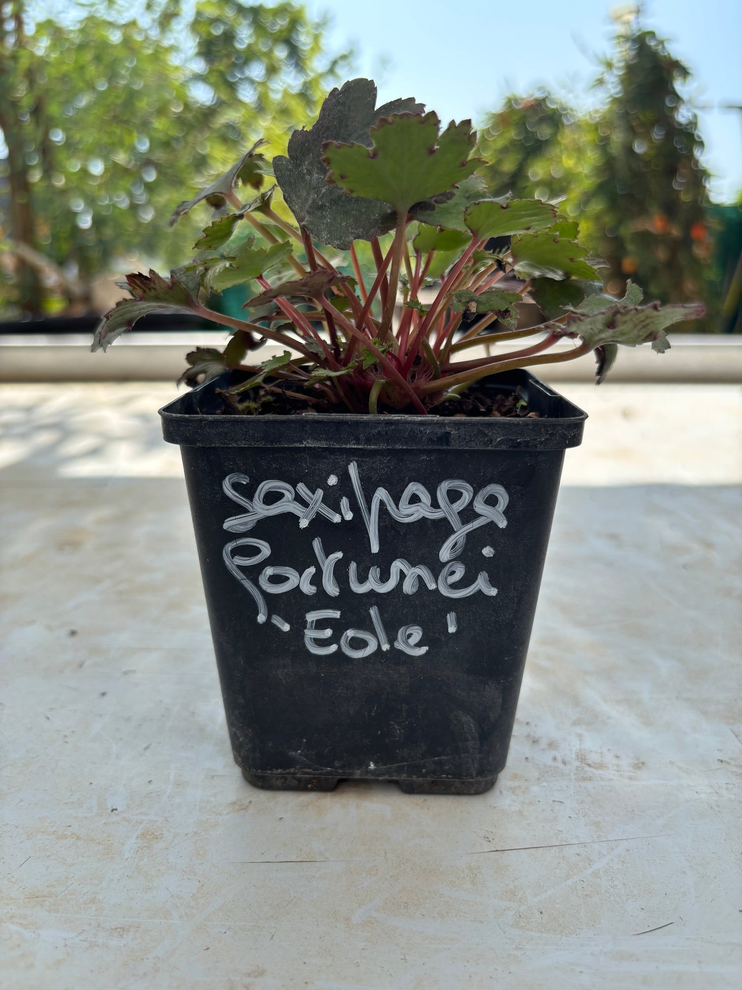 Saxifraga fortunei 'Eole'