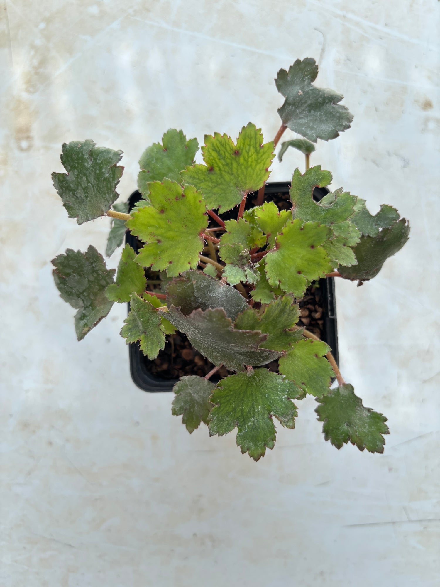 Saxifraga fortunei 'Eole'