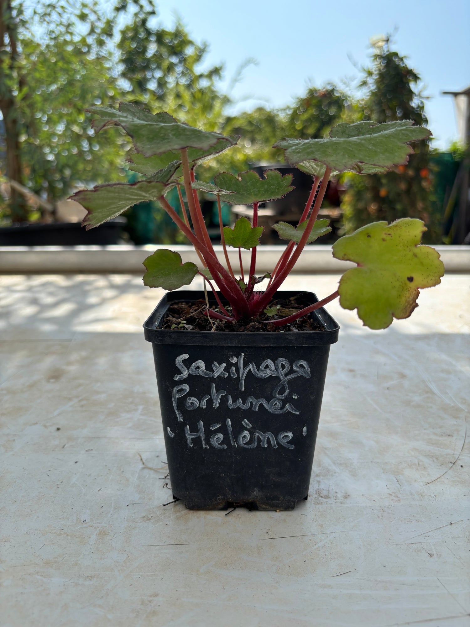 Saxifraga fortunei 'Hélène'