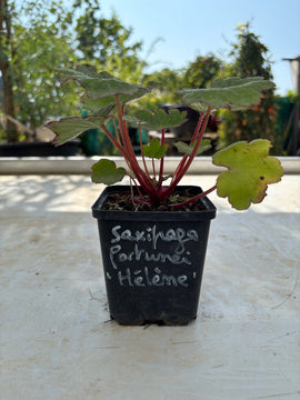 Saxifraga fortunei 'Hélène'