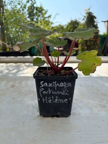 Saxifraga fortunei 'Hélène'