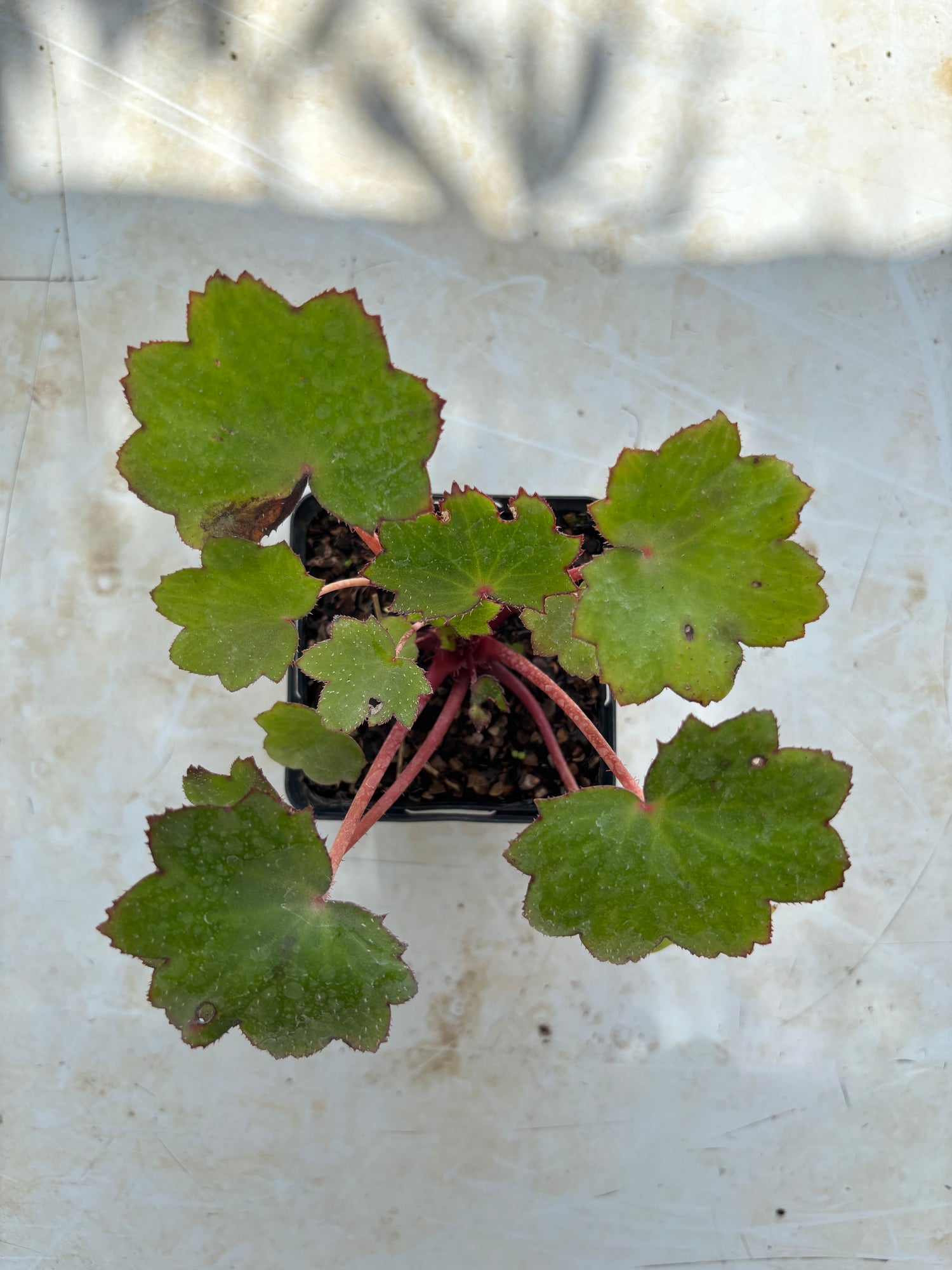 Saxifraga fortunei 'Hélène'