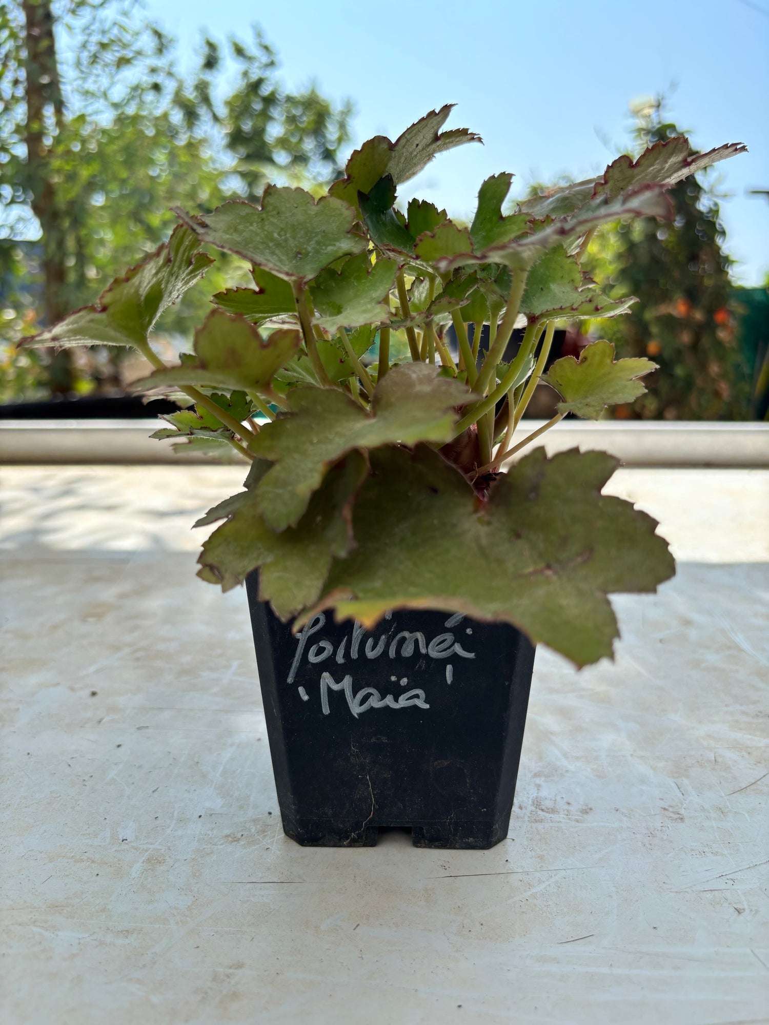 Saxifraga fortunei 'Maïa'