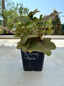 Saxifraga fortunei 'Maïa'
