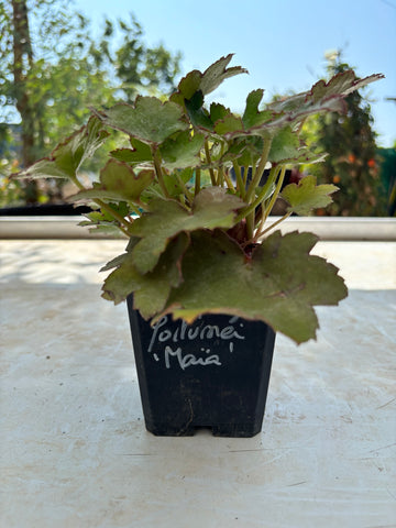 Saxifraga fortunei 'Maïa'