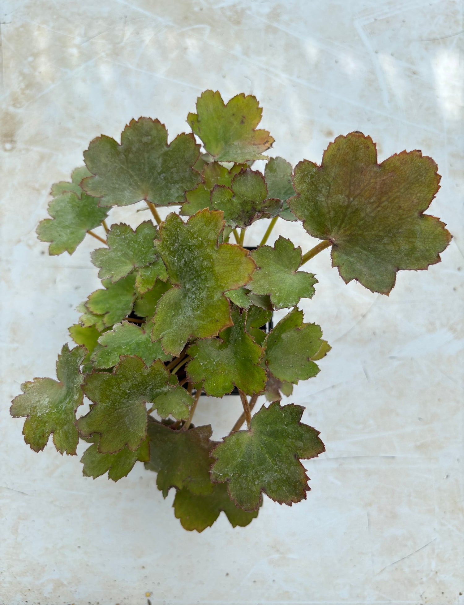 Saxifraga fortunei 'Maïa'