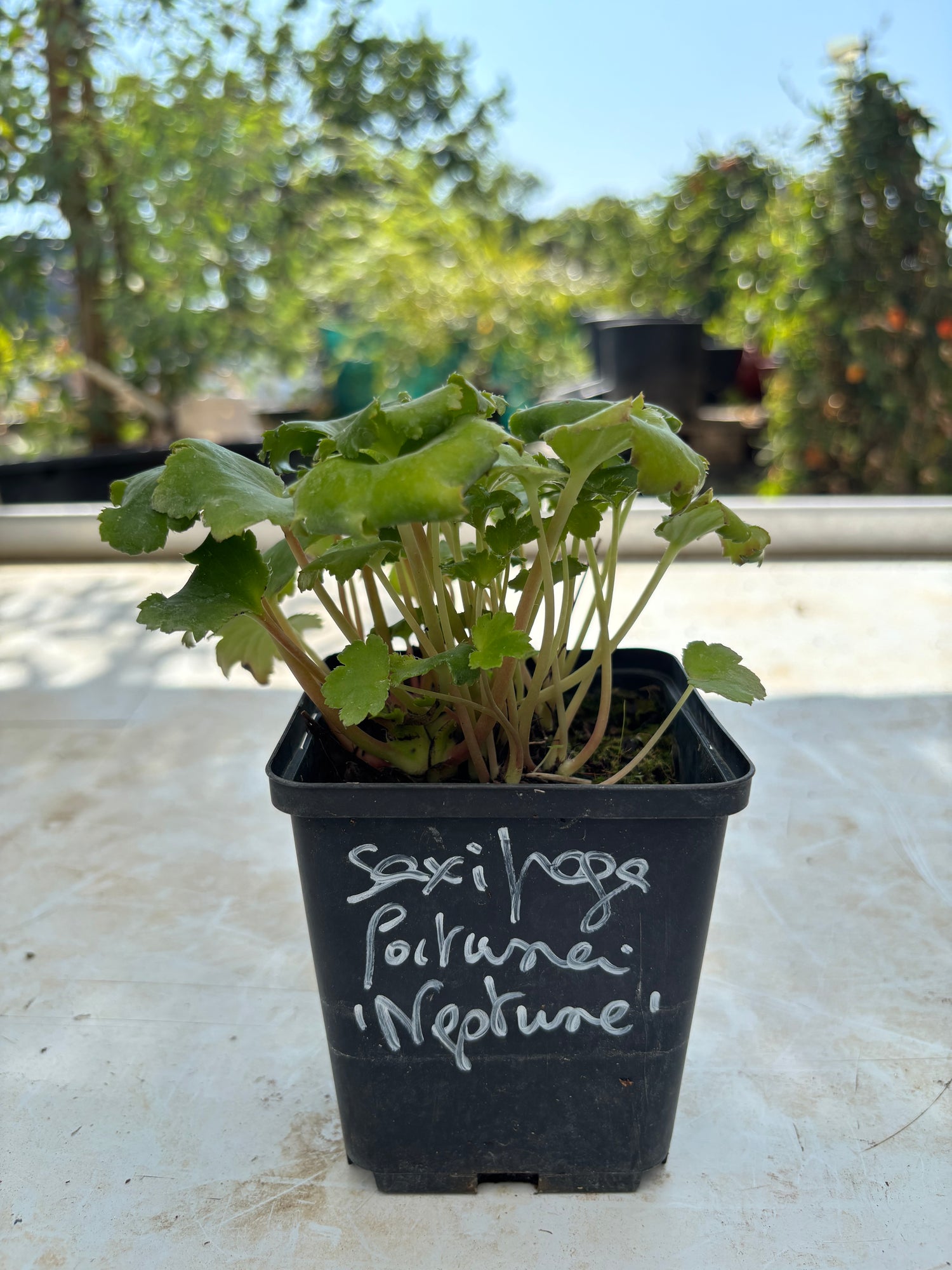 Saxifraga fortunei 'Neptune'