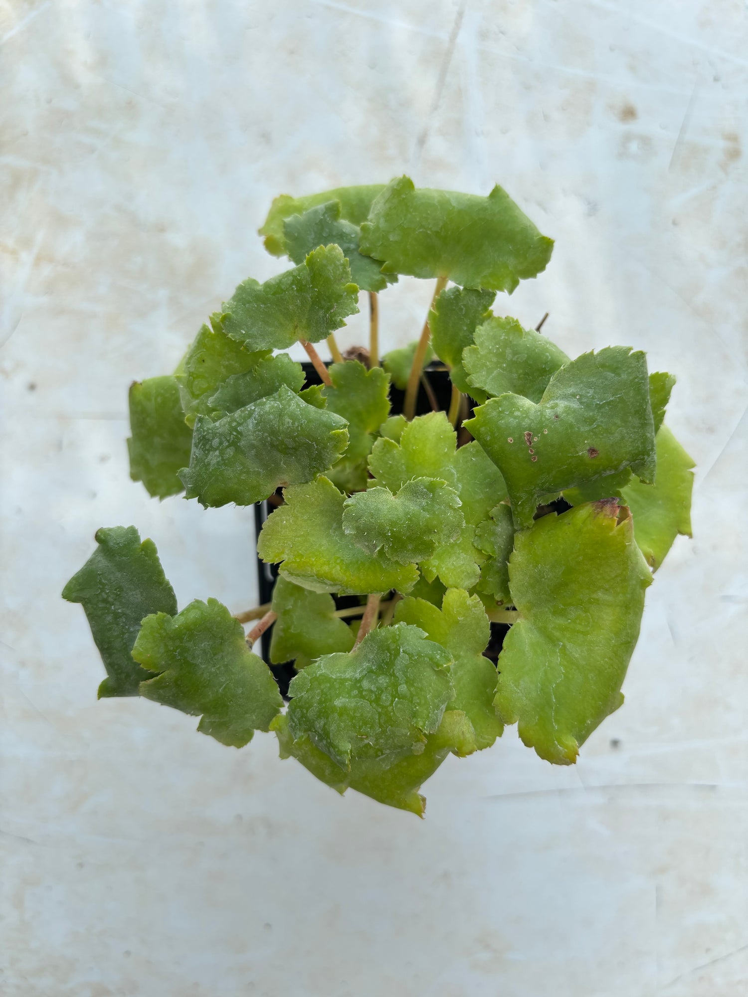 Saxifraga fortunei 'Neptune'