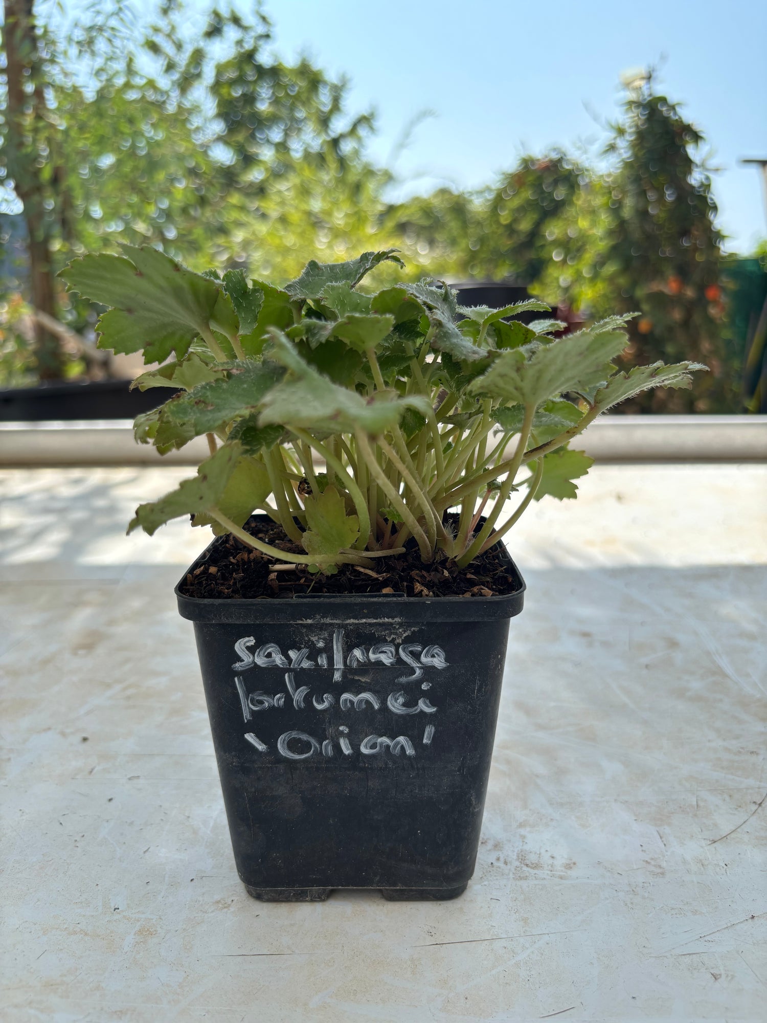 Saxifraga fortunei 'Orion'