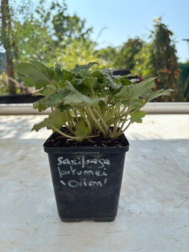 Saxifraga fortunei 'Orion'