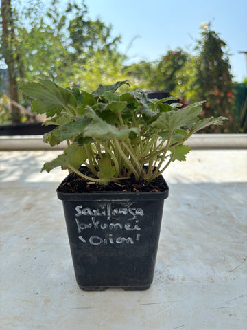Saxifraga fortunei 'Orion'
