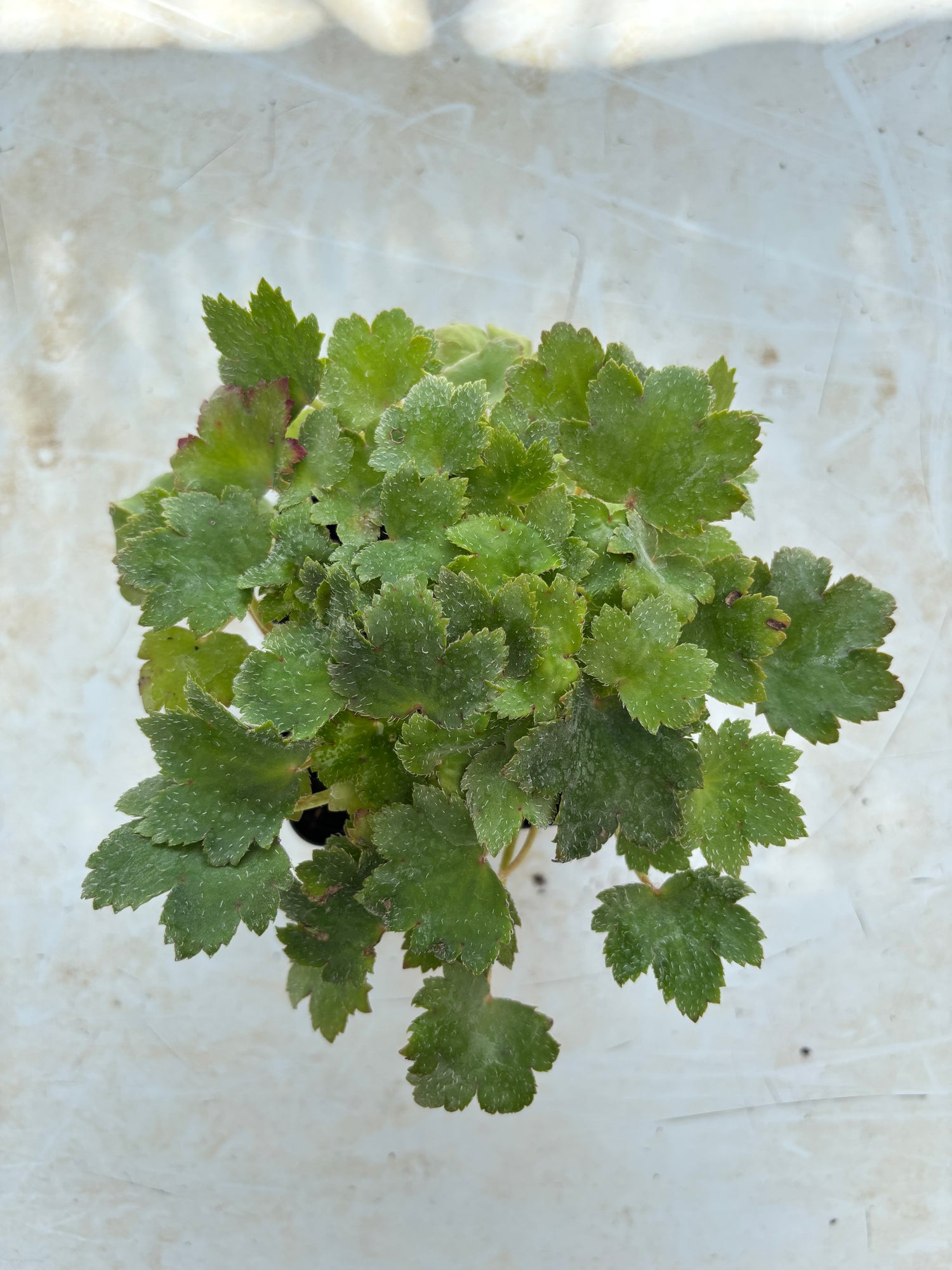 Saxifraga fortunei 'Orion'