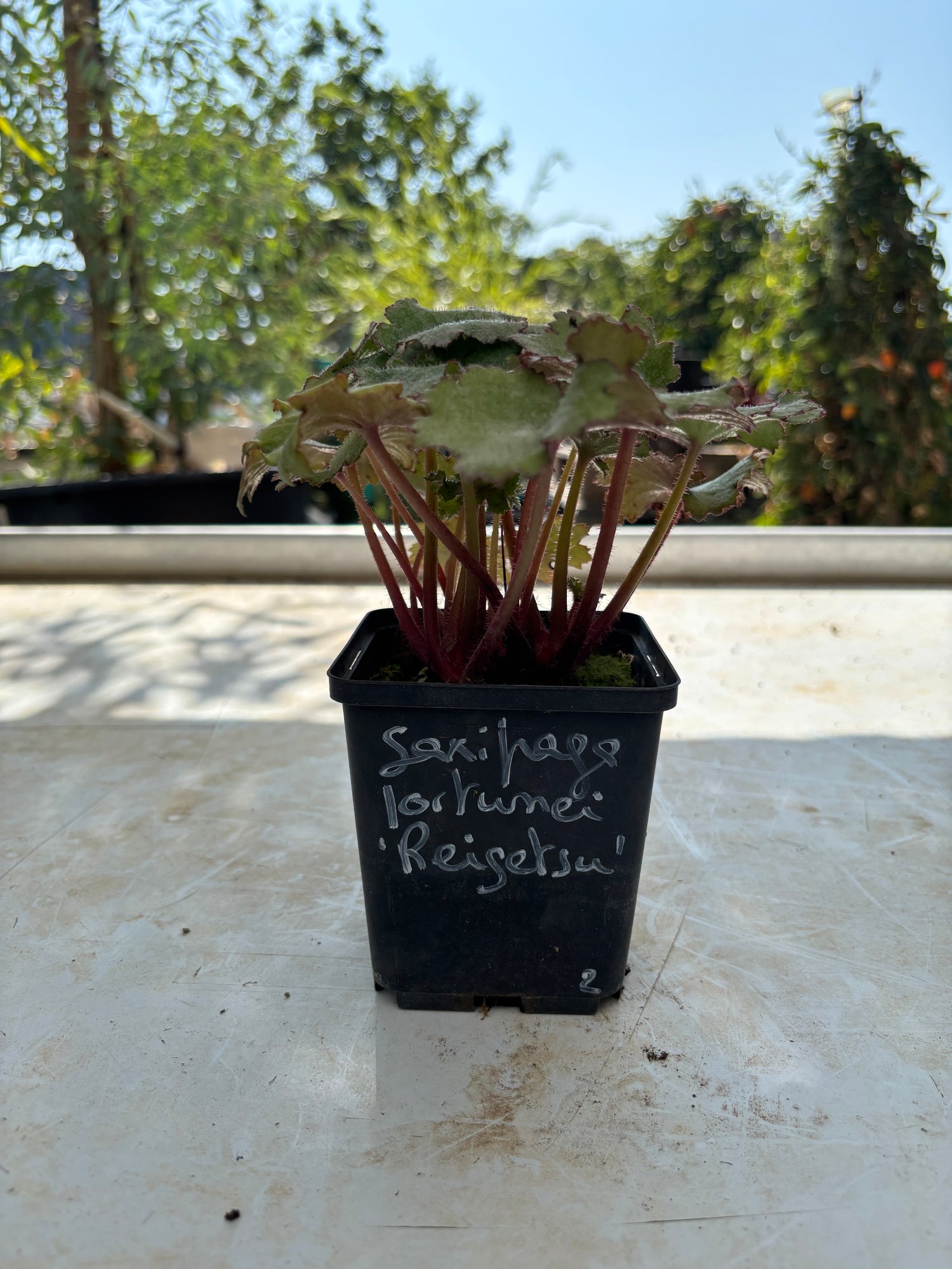 Saxifraga fortunei 'Reigetsu'