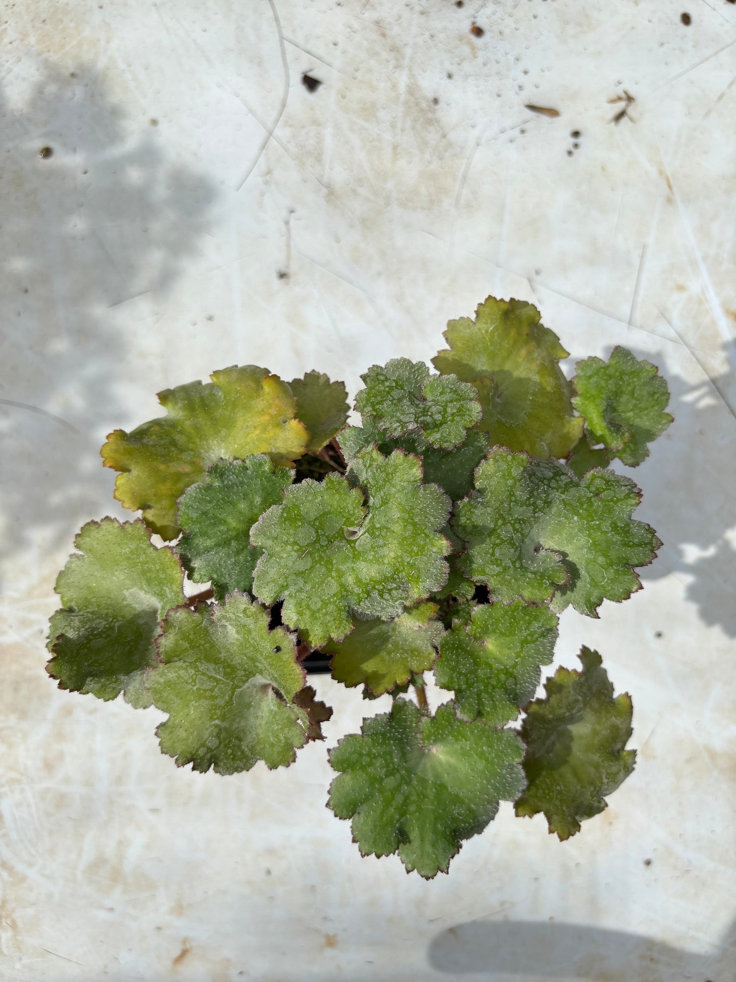 Saxifraga fortunei 'Reigetsu'