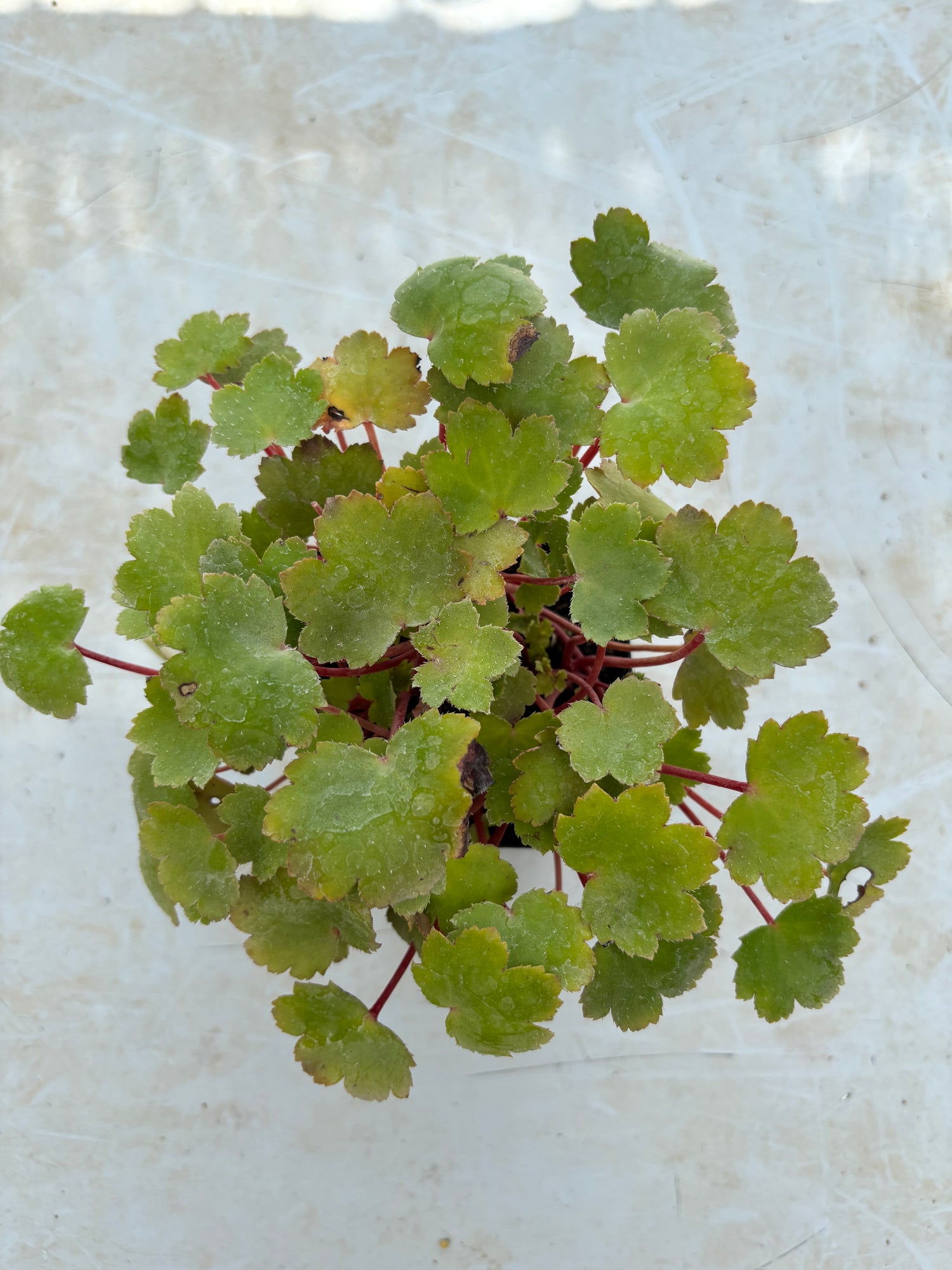 Saxifraga fortunei 'Saturne'