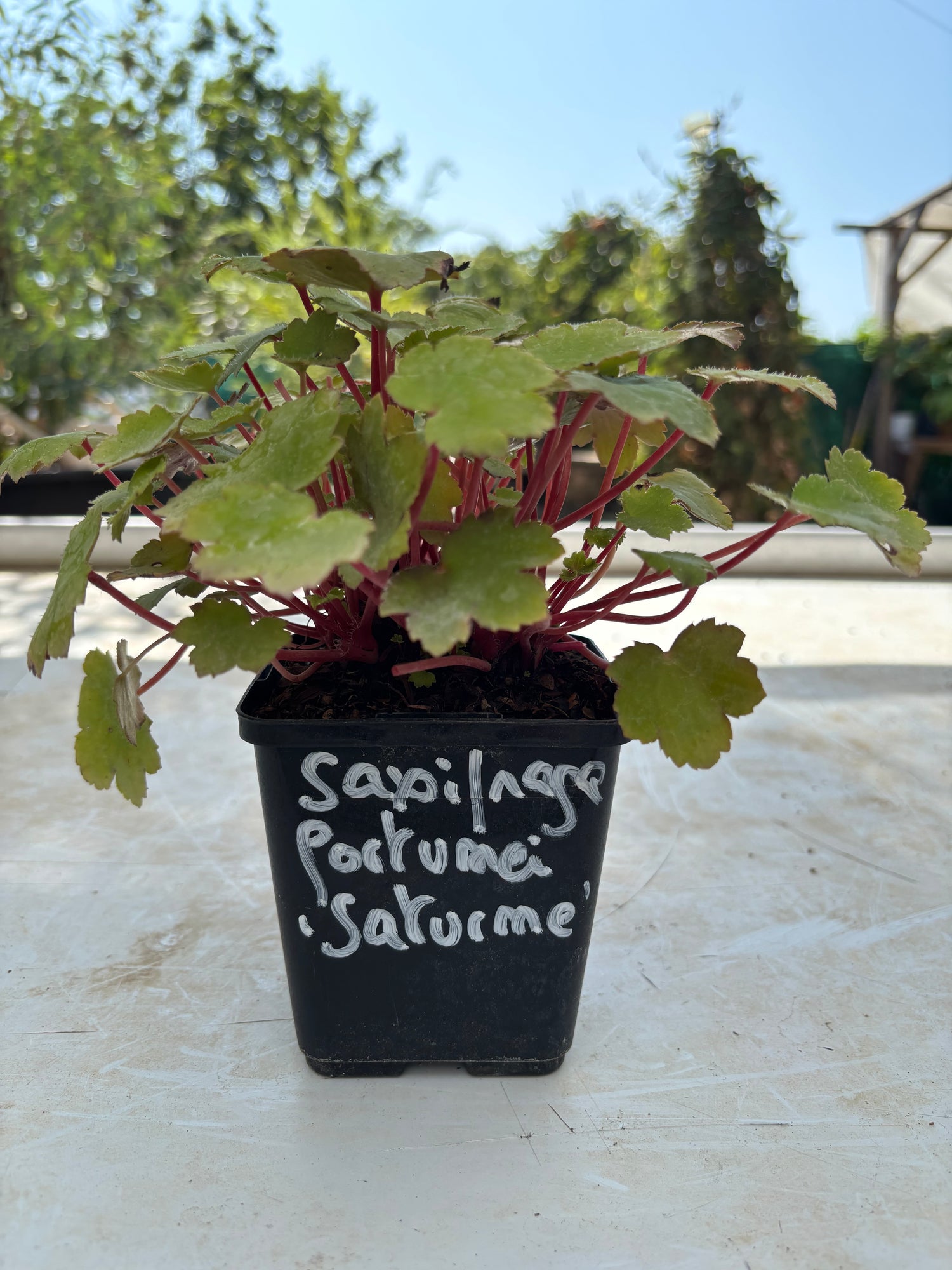 Saxifraga fortunei 'Saturne'