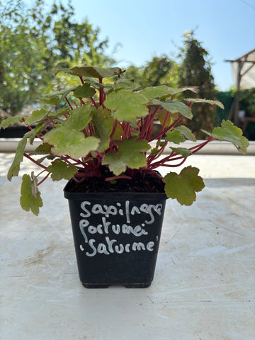 Saxifraga fortunei 'Saturne'