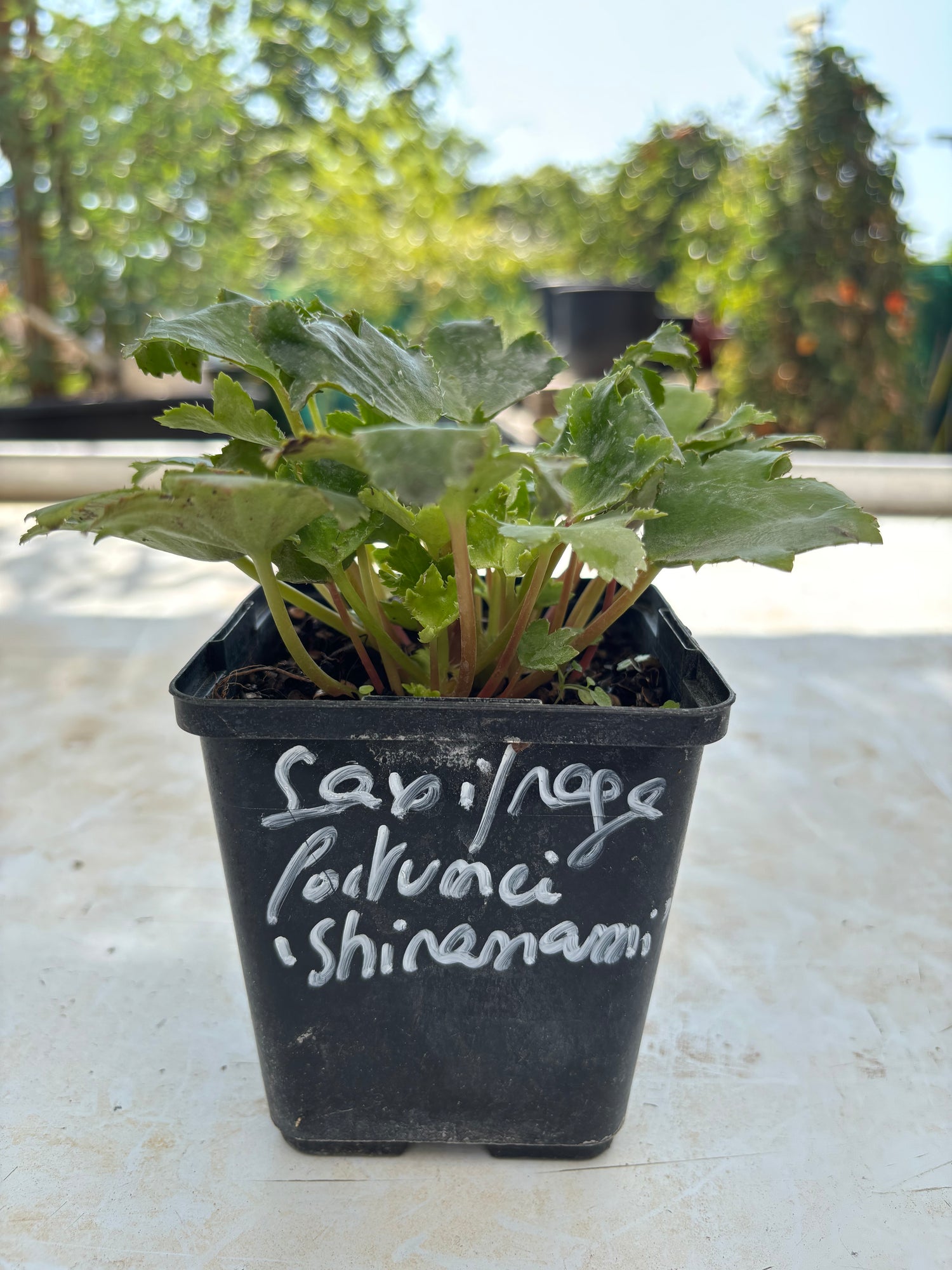 Saxifraga fortunei 'Shiranami'