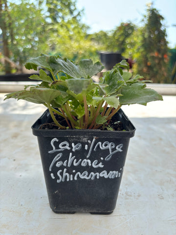 Saxifraga fortunei 'Shiranami'