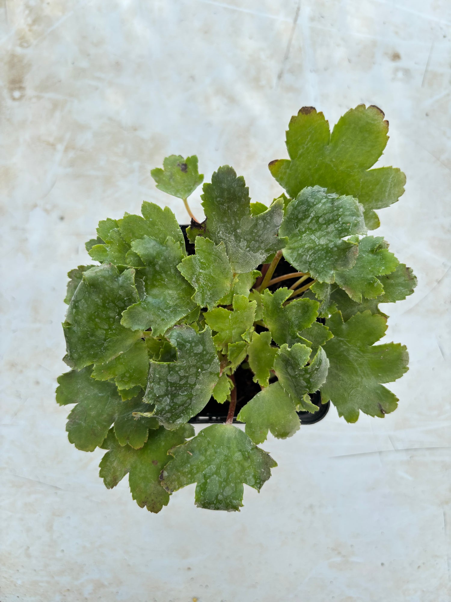 Saxifraga fortunei 'Shiranami'