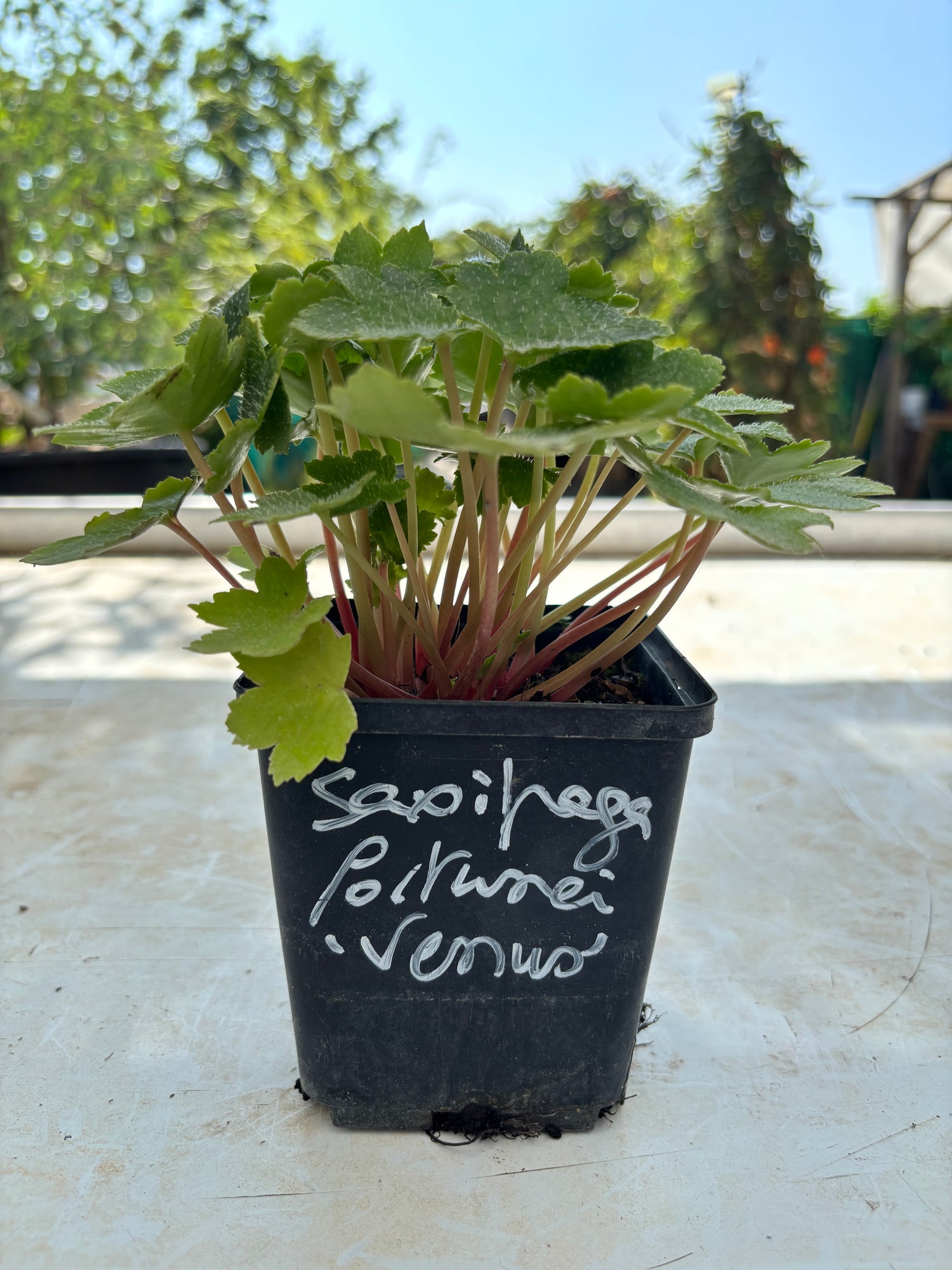Saxifraga fortunei 'Venus'