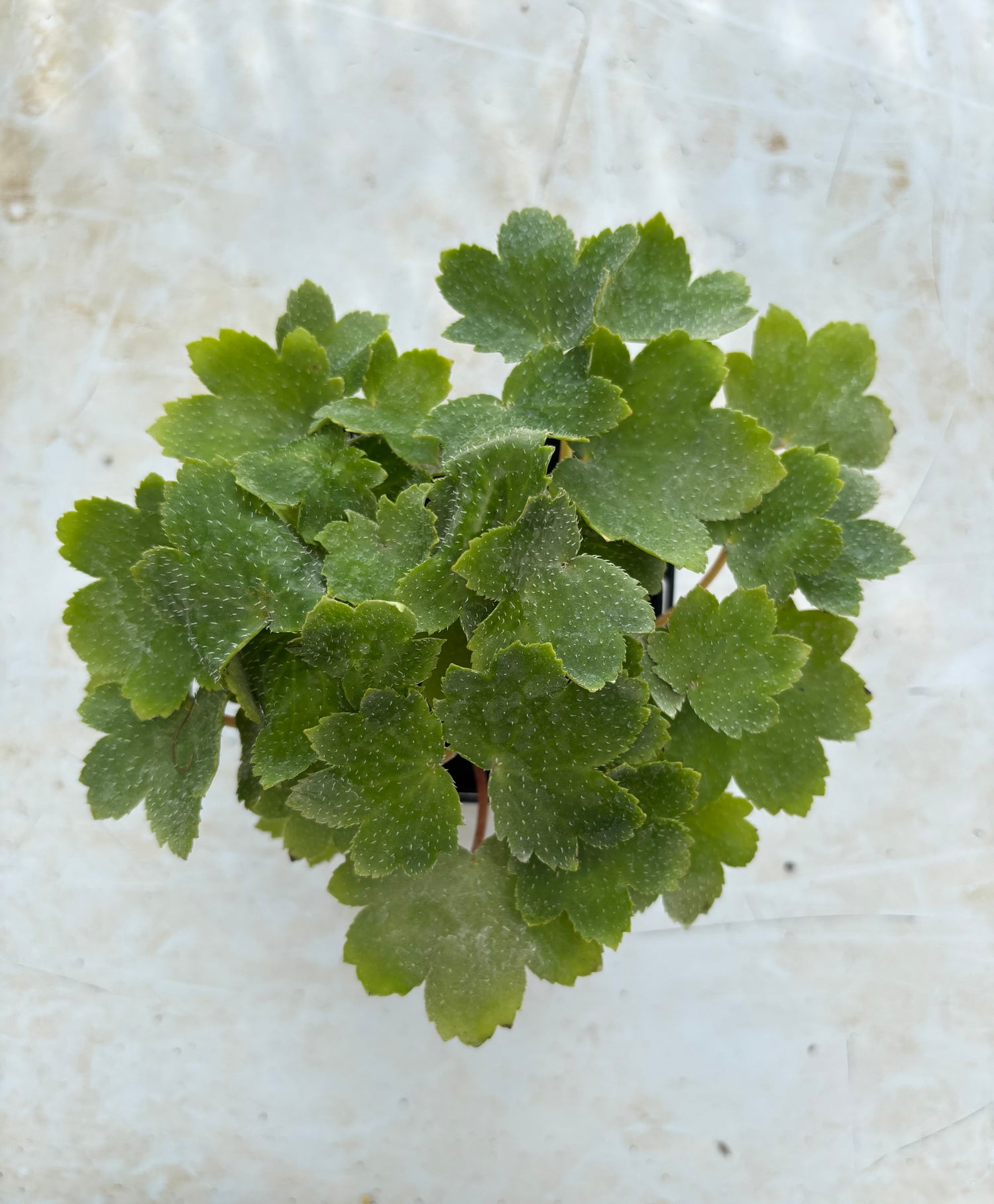 Saxifraga fortunei 'Venus'