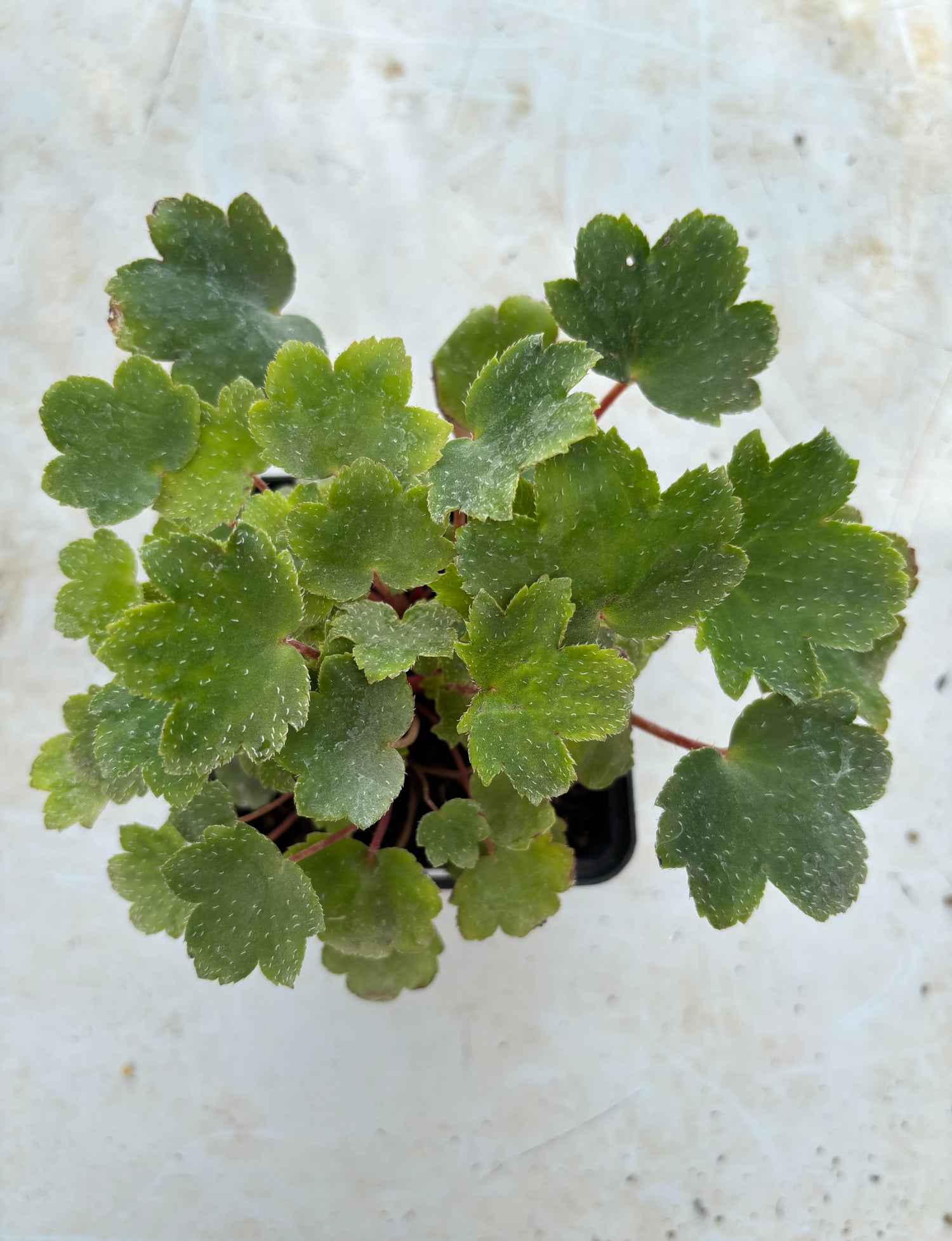 Saxifraga fortunei 'Demeter'