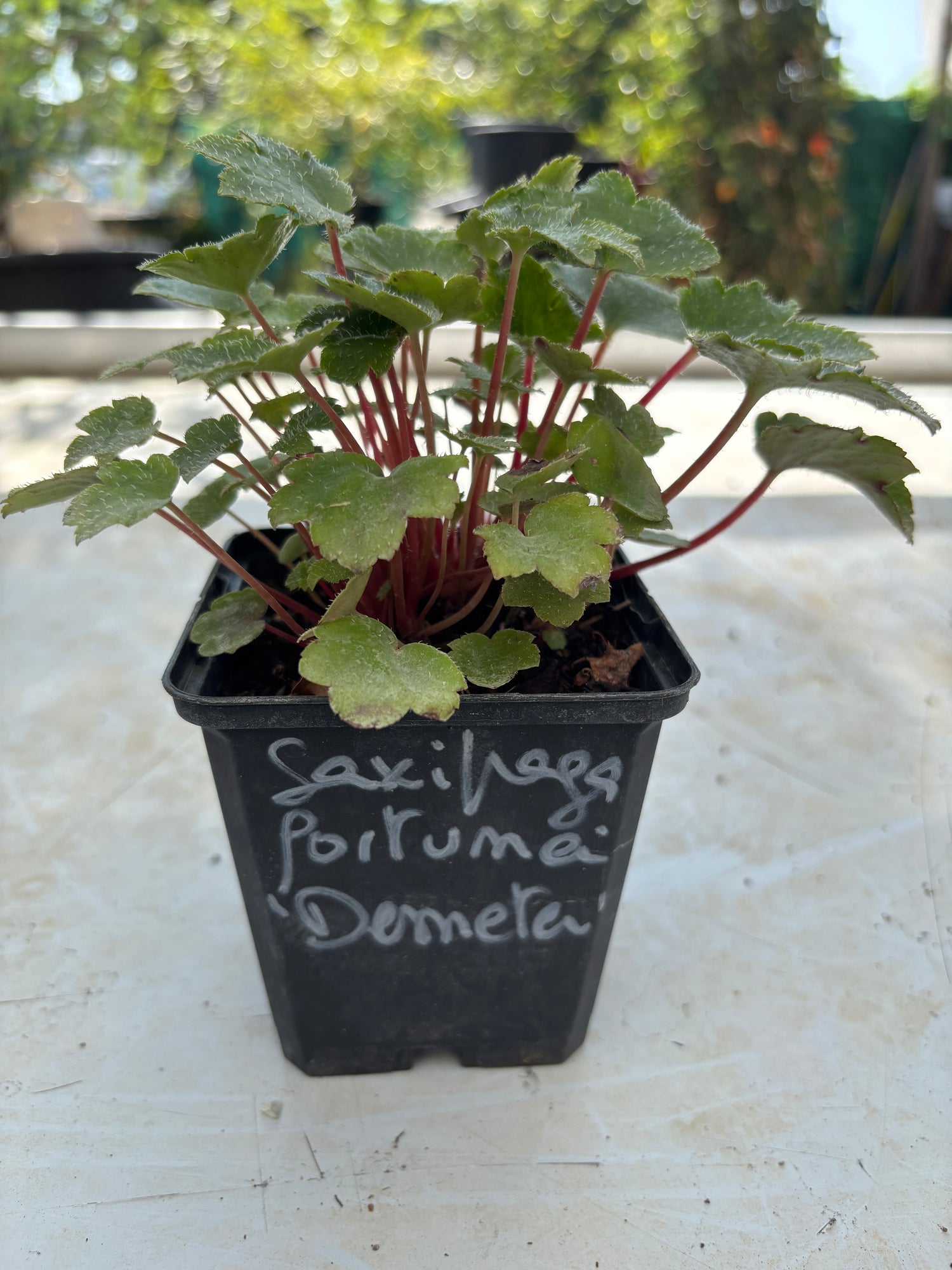 Saxifraga fortunei 'Demeter'