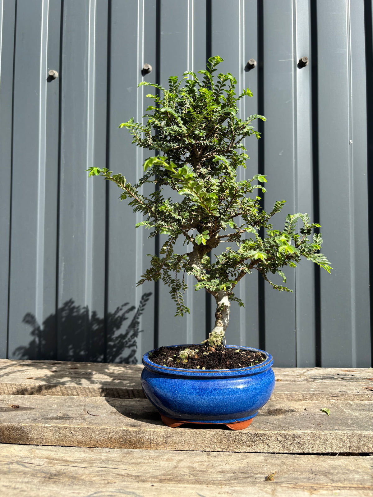 Ulmus parvifolia 'Seiju' (Orme de Chine)