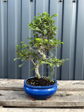 Ulmus parvifolia 'Seiju' (Orme de Chine)