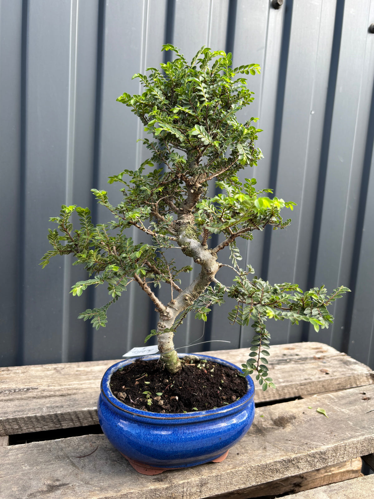Ulmus parvifolia 'Seiju' (Orme de Chine)