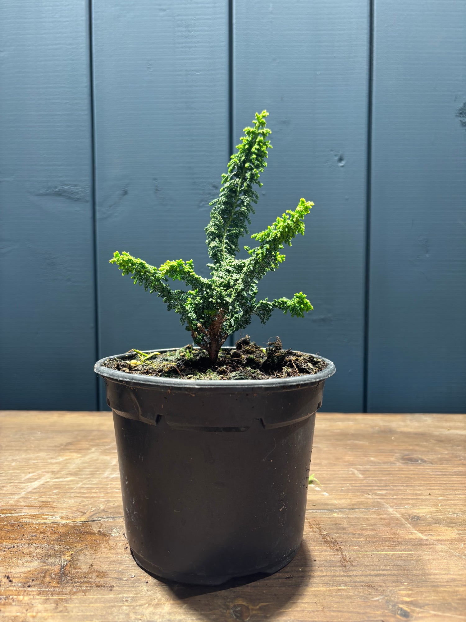 Chamaecyparis obtusa ‘Sekka Hinoki’ jeune plant