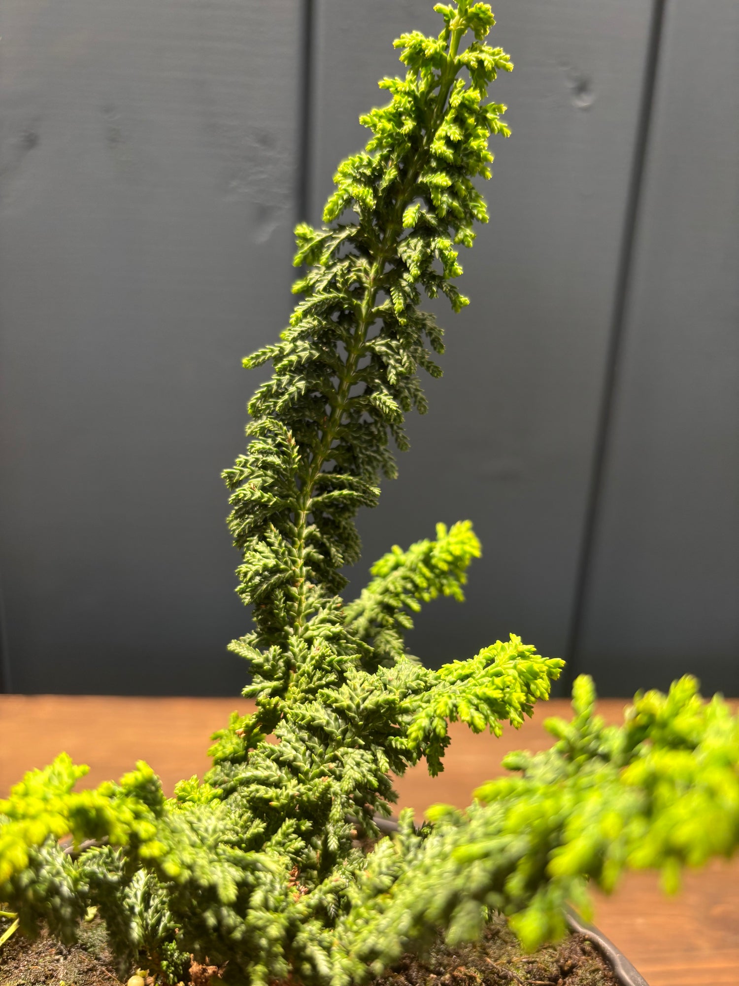 Chamaecyparis obtusa ‘Sekka Hinoki’ jeune plant