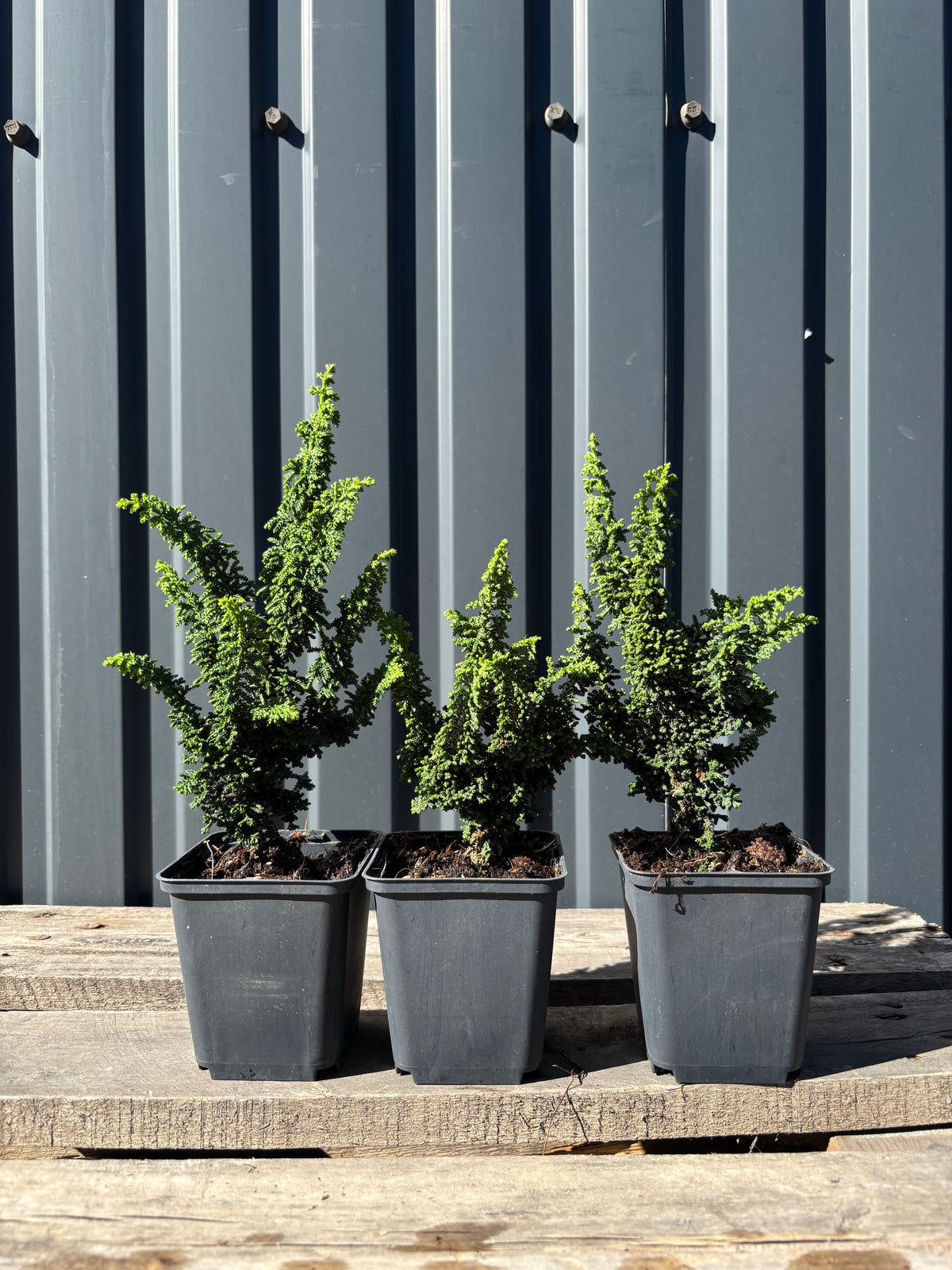 Chamaecyparis obtusa ‘Sekka’ (Hinoki)