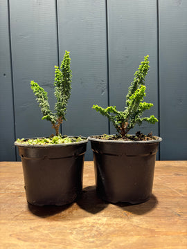Chamaecyparis obtusa ‘Sekka Hinoki’