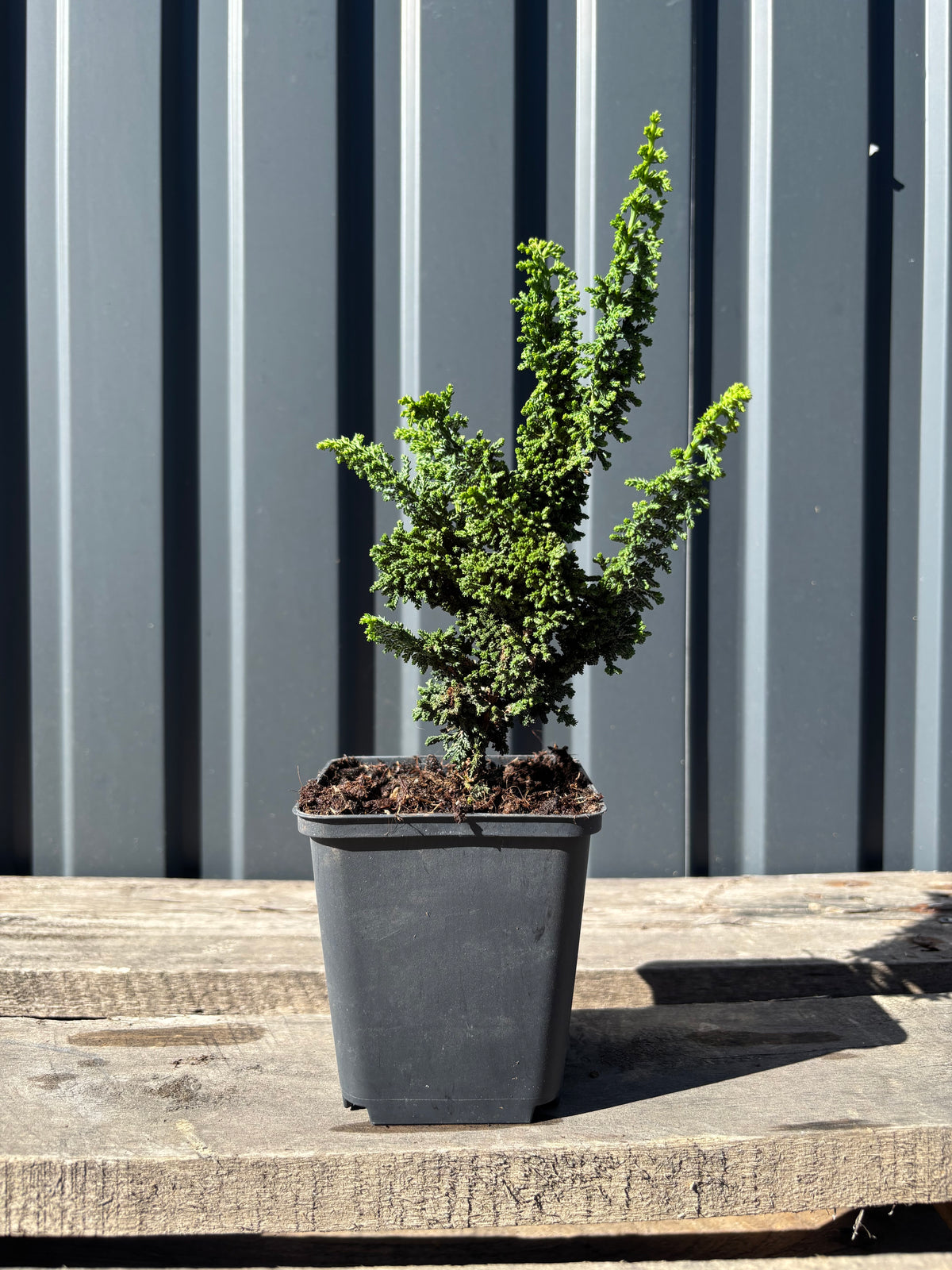 Chamaecyparis obtusa ‘Sekka’ (Hinoki)
