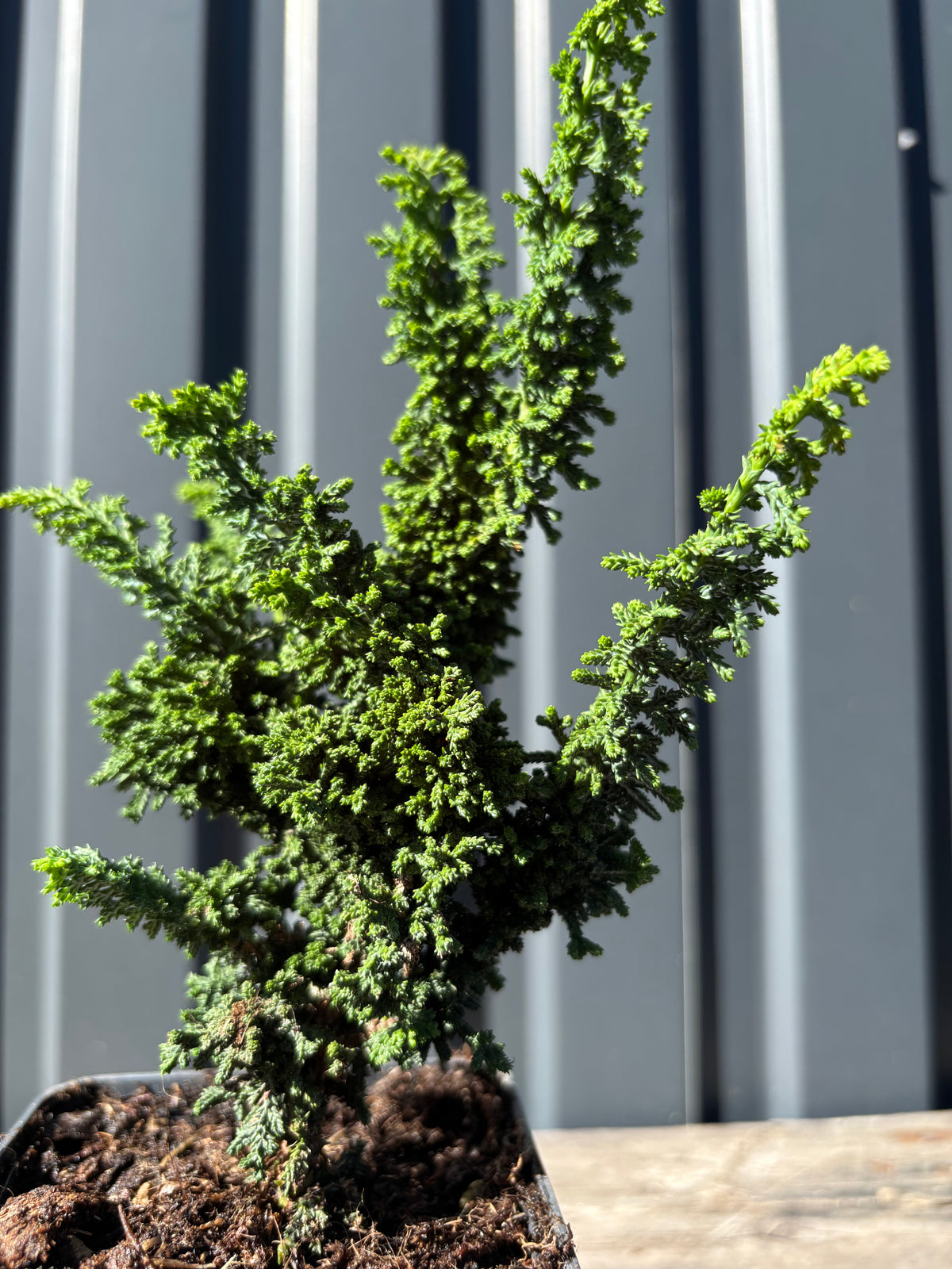 Chamaecyparis obtusa ‘Sekka’ (Hinoki)