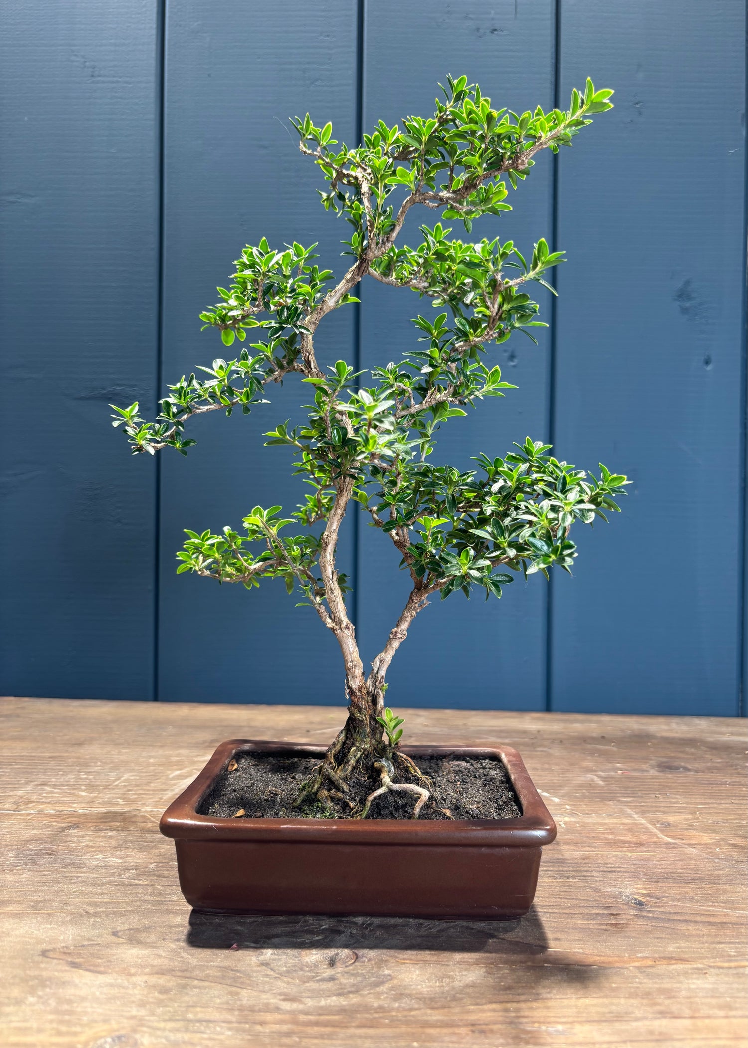 Serissa foetida (Neige de juin)
