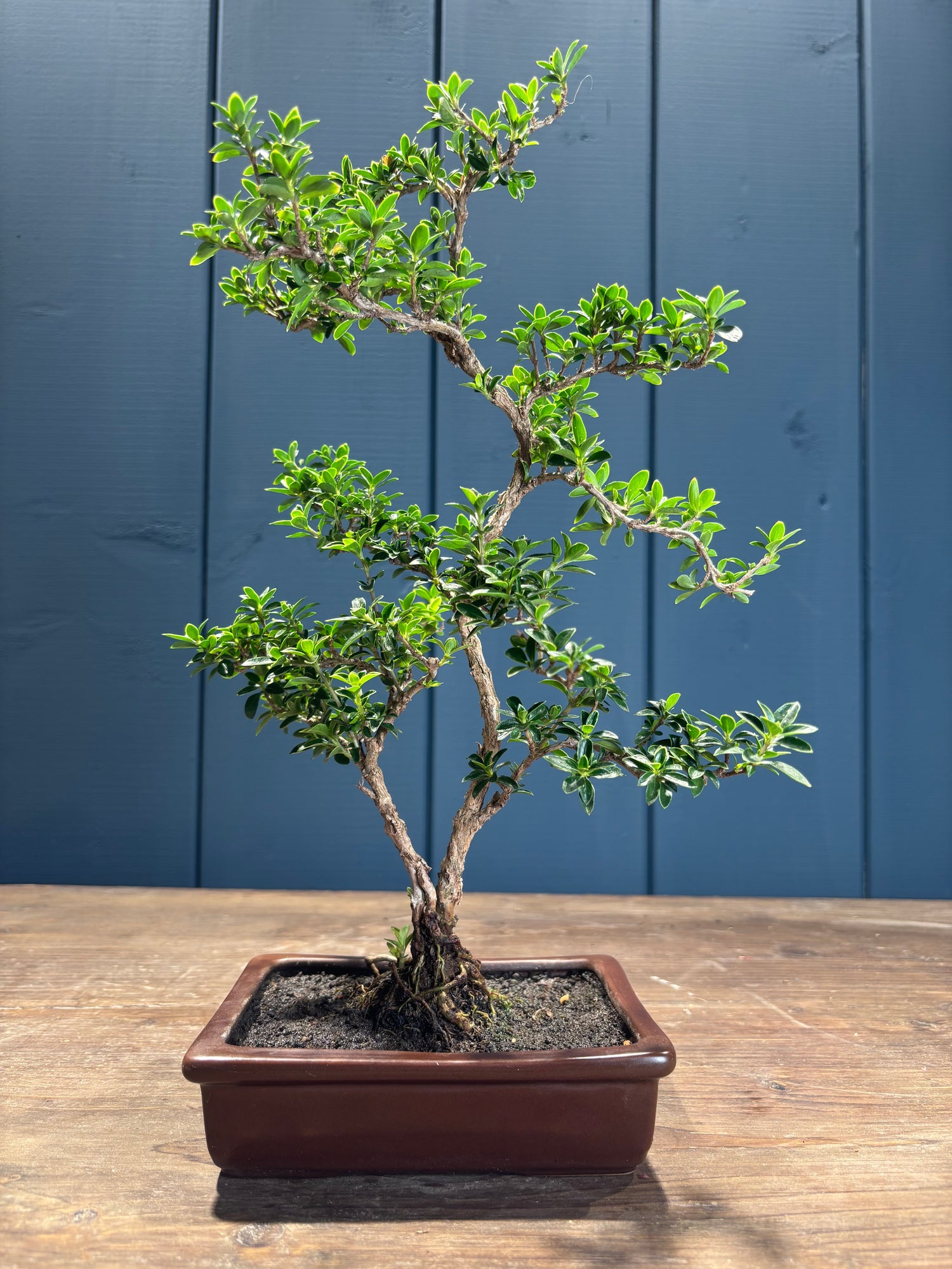 Serissa foetida (Neige de juin)