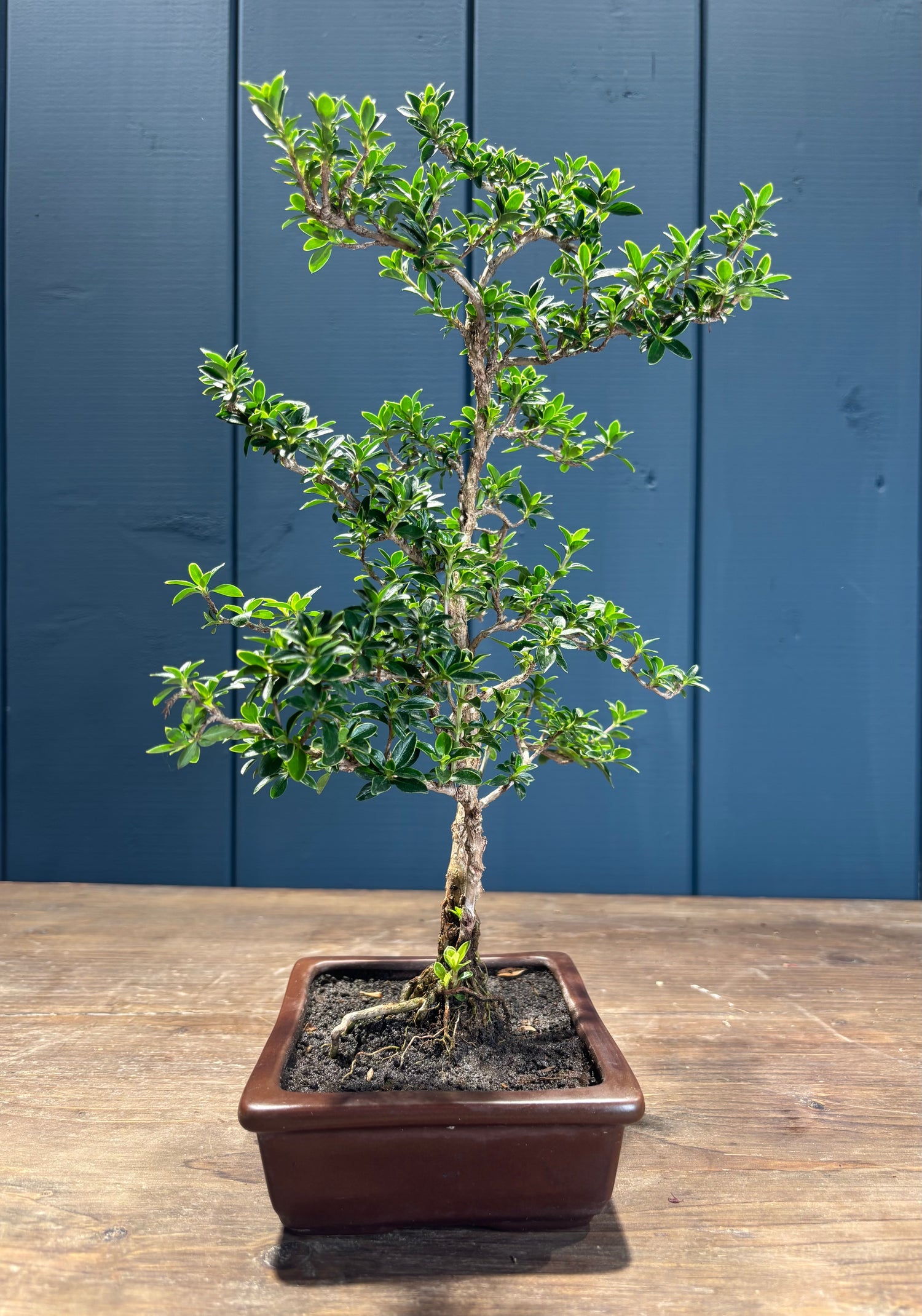 Serissa foetida (Neige de juin)