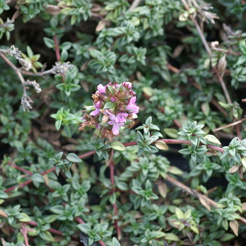 THYMUS Herba-Barona