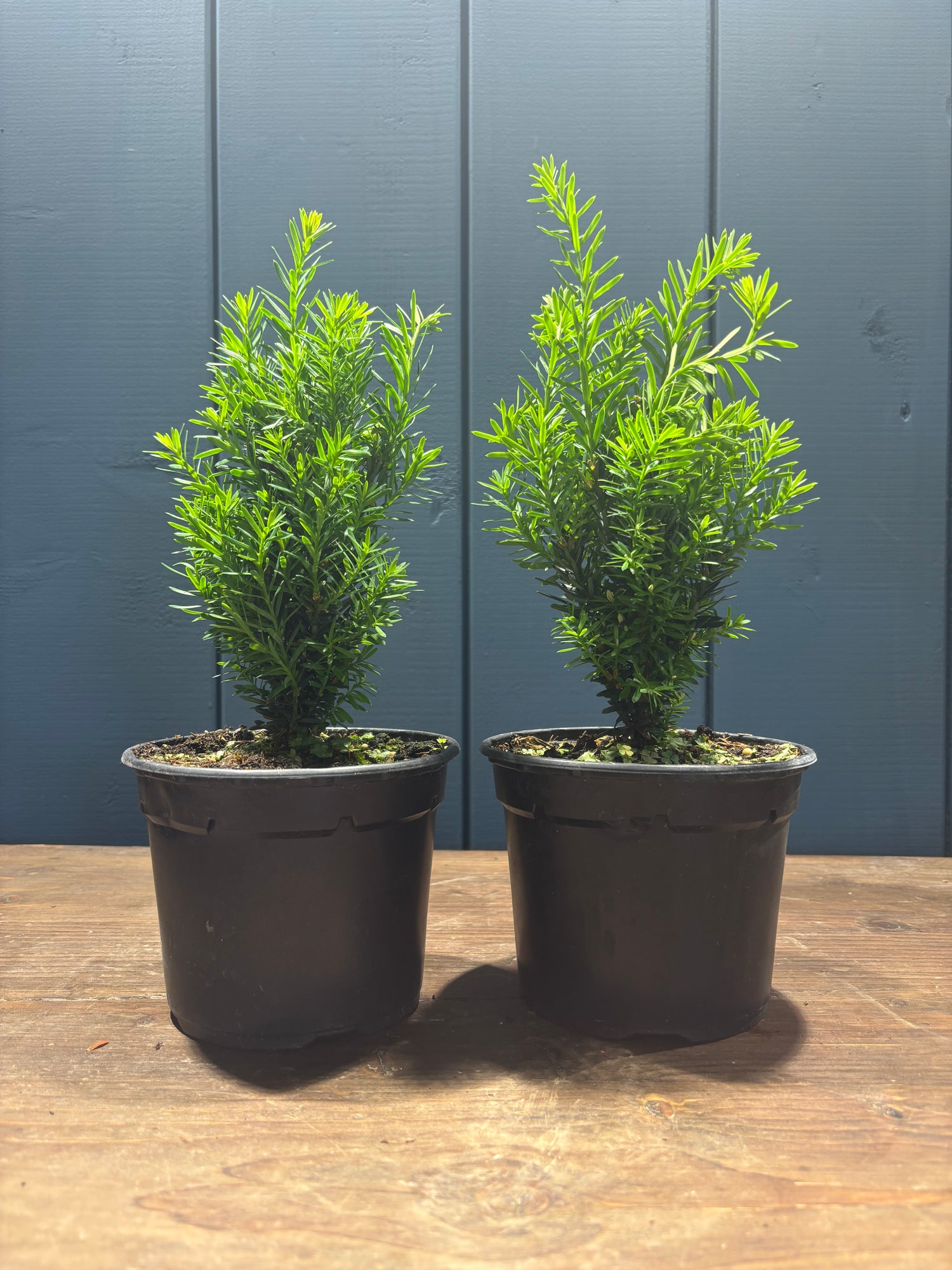 Taxus cuspidata 'Nana' (If nain du Japon)