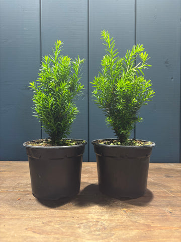 Taxus cuspidata 'Nana' (If nain du Japon)