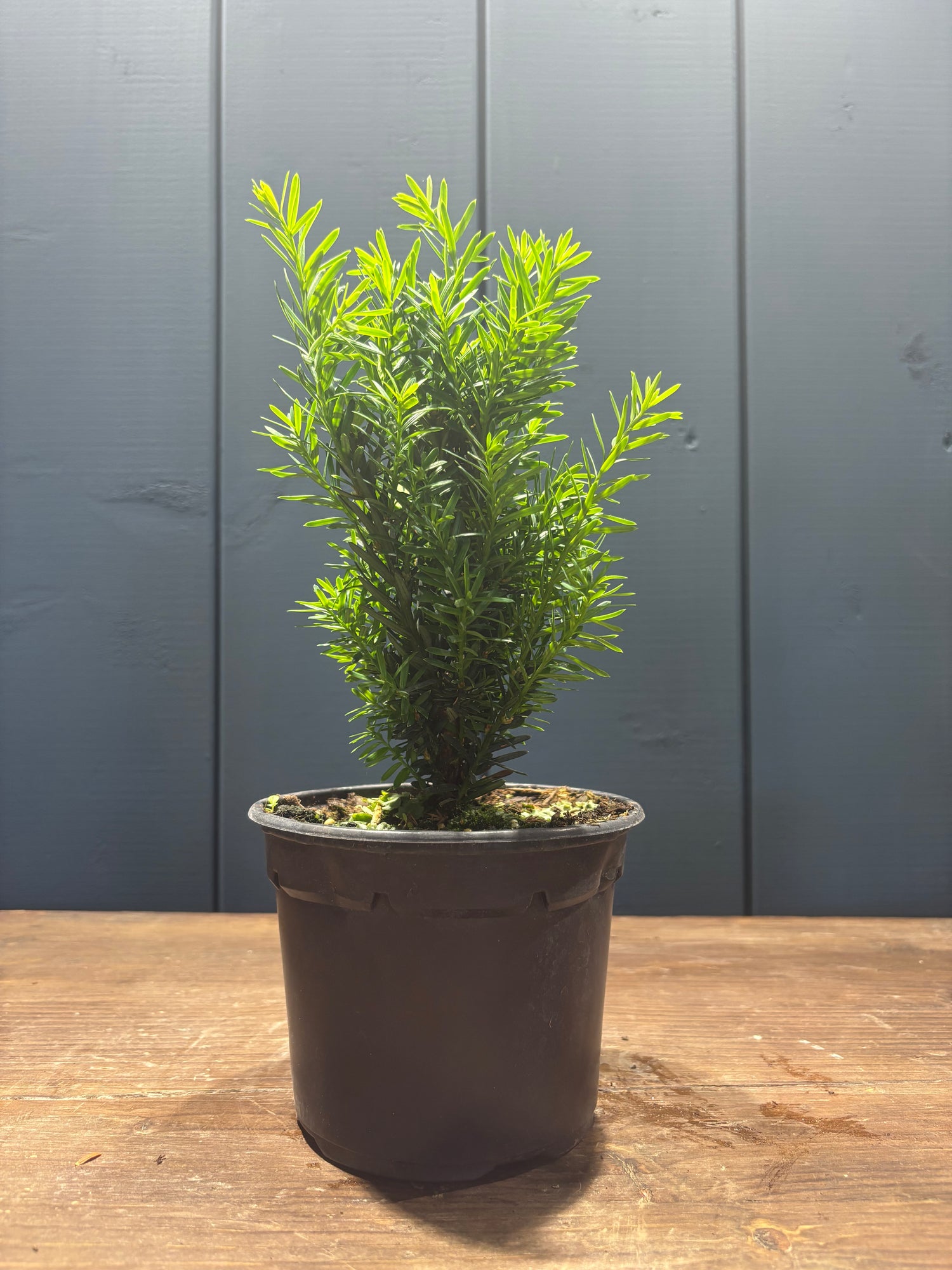 Taxus cuspidata 'Nana' (If nain du Japon)