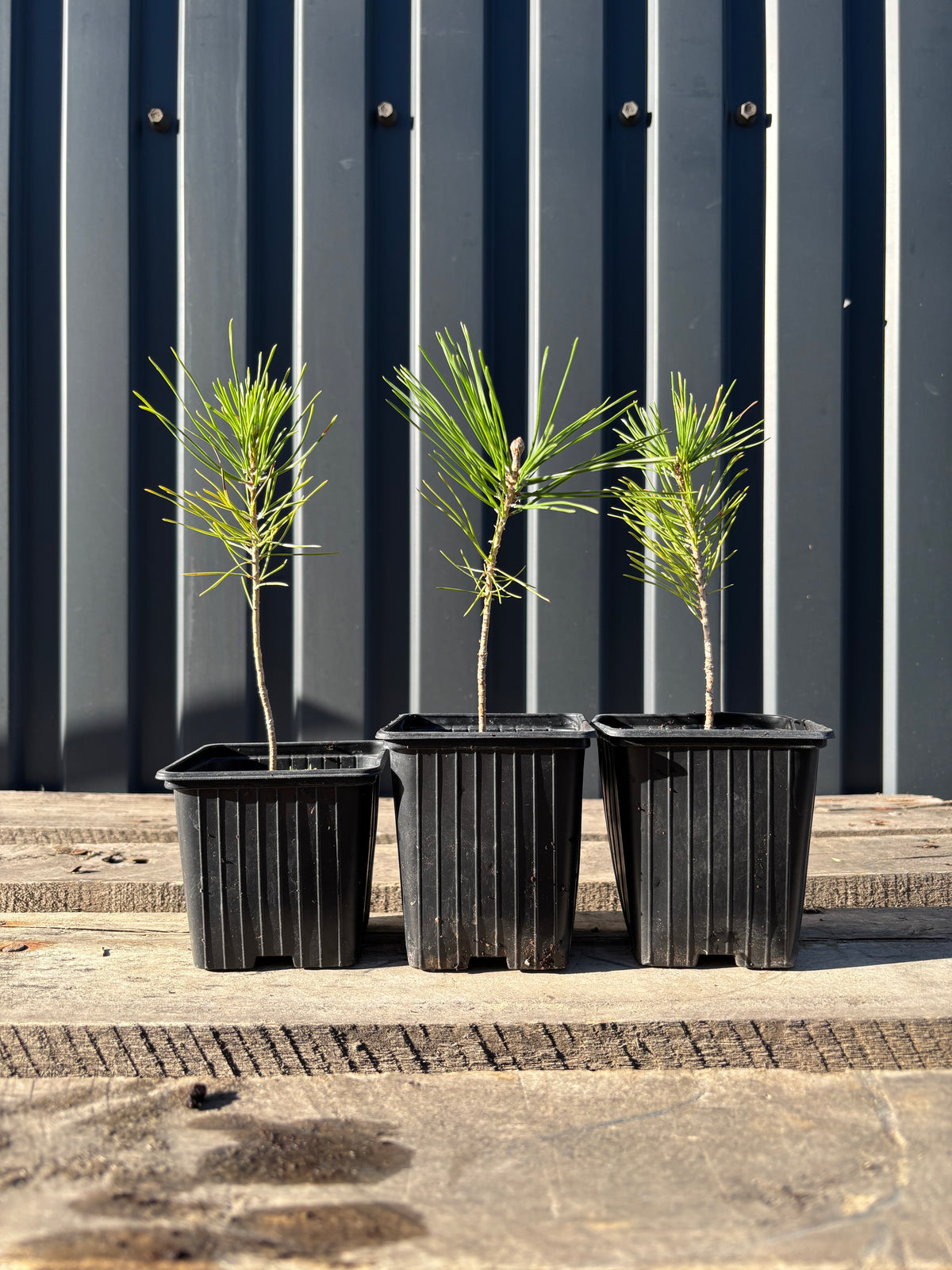 Pinus thunbergii (Pin noir) jeune plant